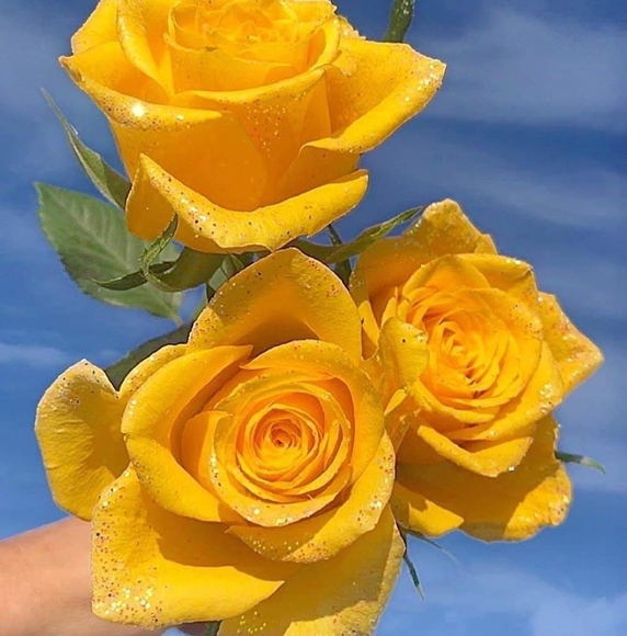 Meet your Posher, Geraldine - Picture 1 of 1